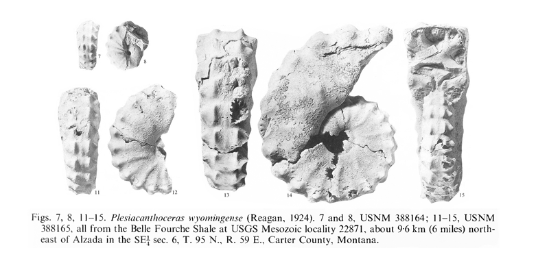 Specimens of <i>Plesiacanthoceras wyomingense</i>. See original caption for additional details. Image modified from pl. 16, figs 7, 8, 11-15 in Kennedy and Cobban (1990a in <i>Palaeontology</i>), made available through Biodiversity Heritage Library via a CC BY-NC-SA 4.0 license.