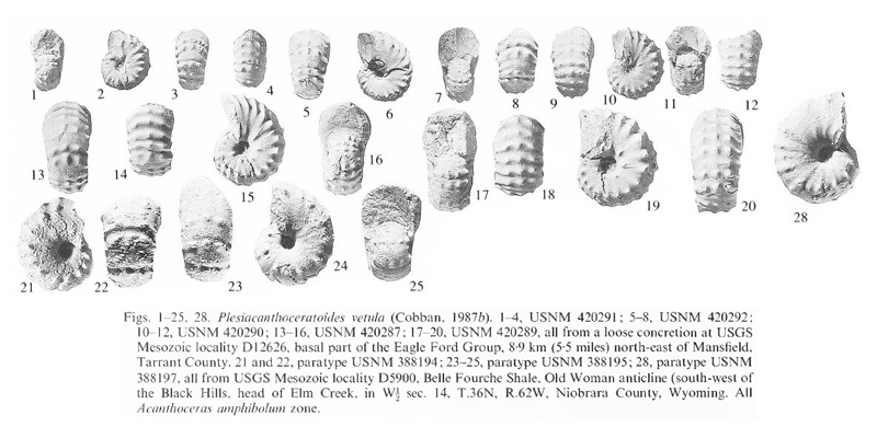 Specimens of <i>Plesiacanthoceratoides vetula</i>. See original caption for additional details. Image modified from pl. 9, figs 1-25, 28 in Kennedy and Cobban (1990a in <i>Palaeontology</i>), made available through Biodiversity Heritage Library via a CC BY-NC-SA 4.0 license.