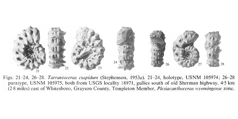 Holotype (USNM 105974) and other specimens of <i>Tarrantoceras cuspidum</i>. See original caption for additional details. Image modified from pl. 14, figs 21-24, 26-28 in Kennedy and Cobban (1990a in <i>Palaeontology</i>), made available through Biodiversity Heritage Library via a CC BY-NC-SA 4.0 license.