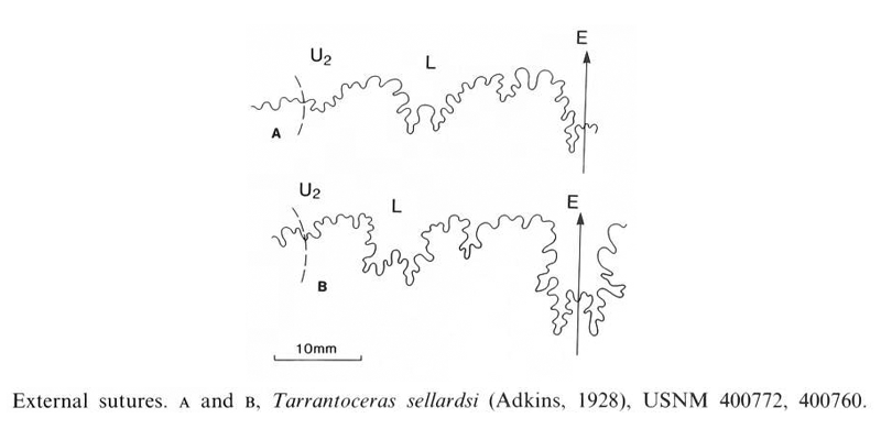 Suture pattern of <i>Tarrantoceras sellardsi</i>. Image modified from figs 23a and 23b in Kennedy and Cobban (1990a in <i>Palaeontology</i>), made available through Biodiversity Heritage Library via a CC BY-NC-SA 4.0 license.