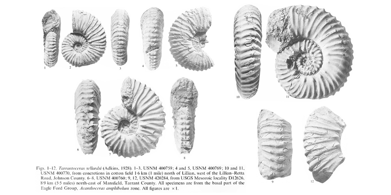 Specimens of <i>Tarrantoceras sellardsi</i>. See original caption for additional details. Image modified from pl. 13 in Kennedy and Cobban (1990a in <i>Palaeontology</i>), made available through Biodiversity Heritage Library via a CC BY-NC-SA 4.0 license.