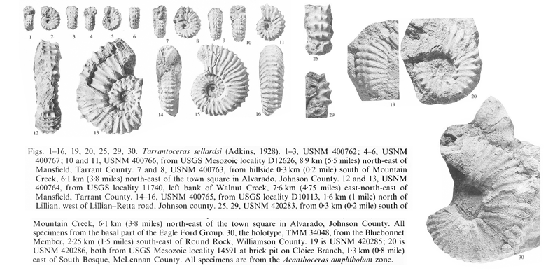 Specimens of <i>Tarrantoceras sellardsi</i>. See original caption for additional details. Image modified from pl. 14 in Kennedy and Cobban (1990a in <i>Palaeontology</i>), made available through Biodiversity Heritage Library via a CC BY-NC-SA 4.0 license.