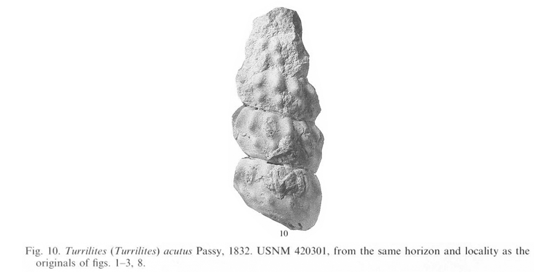 Specimen of <i>Turrilites acutus</i>. See original caption for additional details. Image modified from pl. 12, fig. 10 in Kennedy and Cobban (1990a in <i>Palaeontology</i>), made available through Biodiversity Heritage Library via a CC BY-NC-SA 4.0 license.