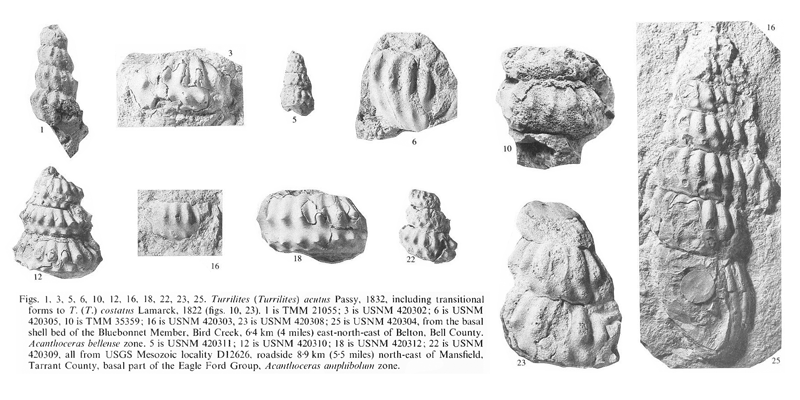 Specimens of <i>Turrilites acutus</i>. See original caption for additional details. Image modified from pl. 15, figs. 1, 3, 5, 6, 10, 12, 16, 18, 22, 23, and 25 in Kennedy and Cobban (1990a in <i>Palaeontology</i>), made available through Biodiversity Heritage Library via a CC BY-NC-SA 4.0 license.