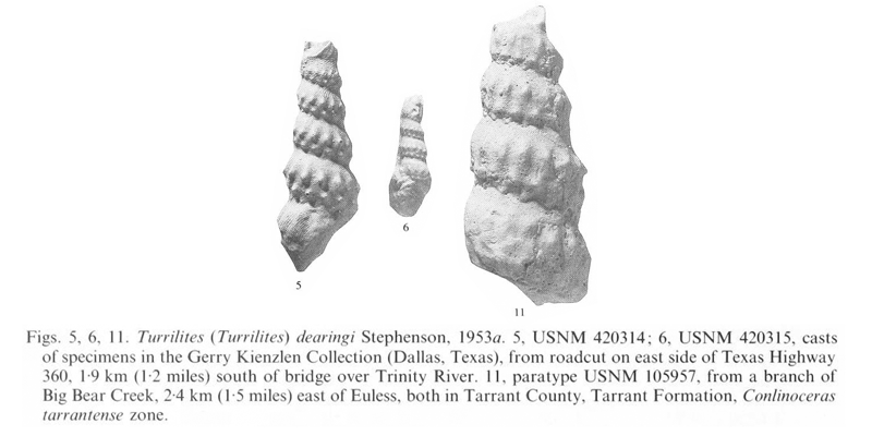 Specimen of <i>Turrilites dearingi</i>. See original caption for additional details. Image modified from pl. 12, figs. 5, 6, and 11 in Kennedy and Cobban (1990a in <i>Palaeontology</i>), made available through Biodiversity Heritage Library via a CC BY-NC-SA 4.0 license.