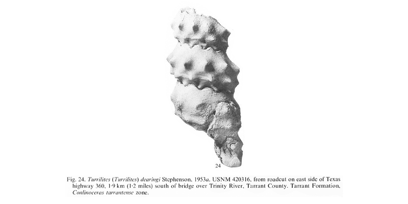 Specimen of <i>Turrilites dearingi</i>. See original caption for additional details. Image modified from pl. 15, fig. 24 in Kennedy and Cobban (1990a in <i>Palaeontology</i>), made available through Biodiversity Heritage Library via a CC BY-NC-SA 4.0 license.
