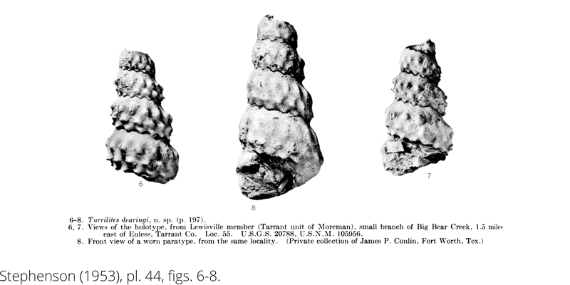 <i> Turrilites dearingi </i> from the Cenomanian Woodbine Fm. of Texas (Stephenson 1953).