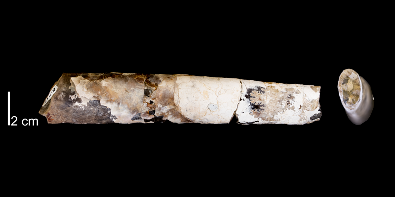 <i>Baculites perplexus</i> from the Pierre Shale (Mitten Black Shale Member) of Niobrara County, Wyoming (YPM IP 201993).