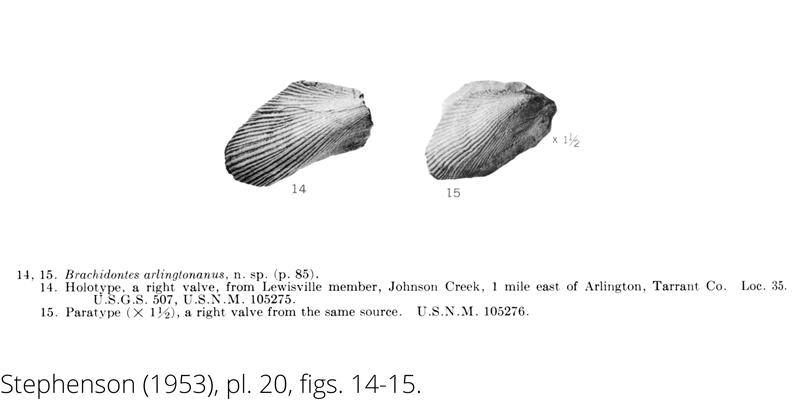 <i> Brachidontes arlingtonanus </i> from the Cenomanian Woodbine Fm. of Texas (Stephenson 1953).