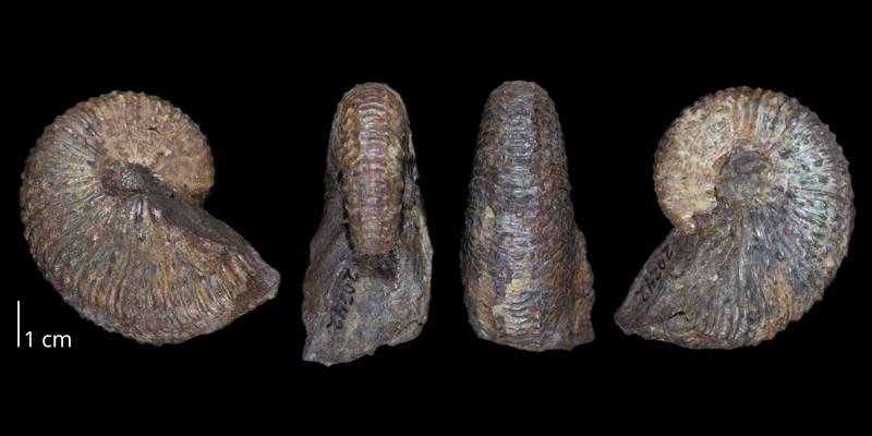 Lectotype of <i>Hoploscaphites nebrascensis</i> (USNM 20242) (macroconch). Original unmodified images provided by courtesy of the Smithsonian NMNH and adapted and presented here under a Creative Commons BY-NC 4.0 license (NMNH GUID http://n2t.net/ark:/65665/3cec1105d-09ac-4811-b027-7fce3304b6c0).