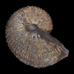 Hoploscaphites nebrascensis