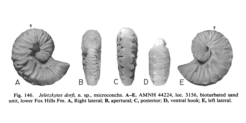 <i>Hoploscaphites dorfi</i> (AMNH 44224) (microconch). See original caption for additional details. Image modified from figs. 146A-E in Landman and Waage (1993 in <i>Bulletin of the American Museum of Natural History</i>, no. 215) and used with permission.