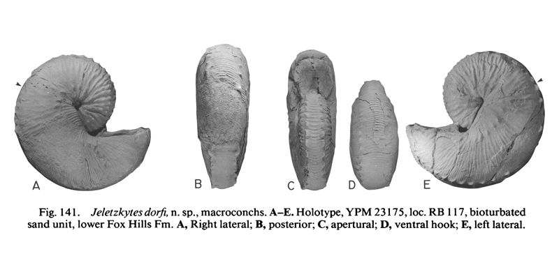 Holotype of <i>Hoploscaphites dorfi</i> (YPM 223175) (macroconch). See original caption for additional details. Image modified from figs. 141A-E in Landman and Waage (1993 in <i>Bulletin of the American Museum of Natural History</i>, no. 215) and used with permission.