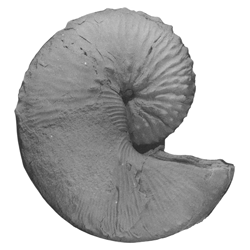 Hoploscaphites dorfi