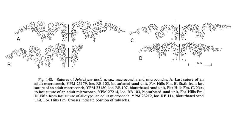 Sutures of <i>Hoploscaphites dorfi</i>. See original caption for additional details. Image modified from fig. 148 in Landman and Waage (1993 in <i>Bulletin of the American Museum of Natural History</i>, no. 215) and used with permission.