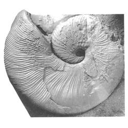 Hoploscaphites melloi