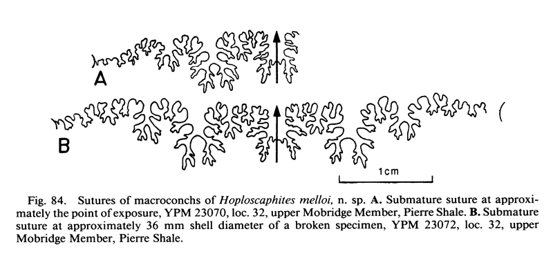 Suture of <i>Hoploscaphites melloi</i>. See original caption for additional details. Image modified from fig. 84 in Landman and Waage (1993 in <i>Bulletin of the American Museum of Natural History</i>, no. 215) and used with permission.