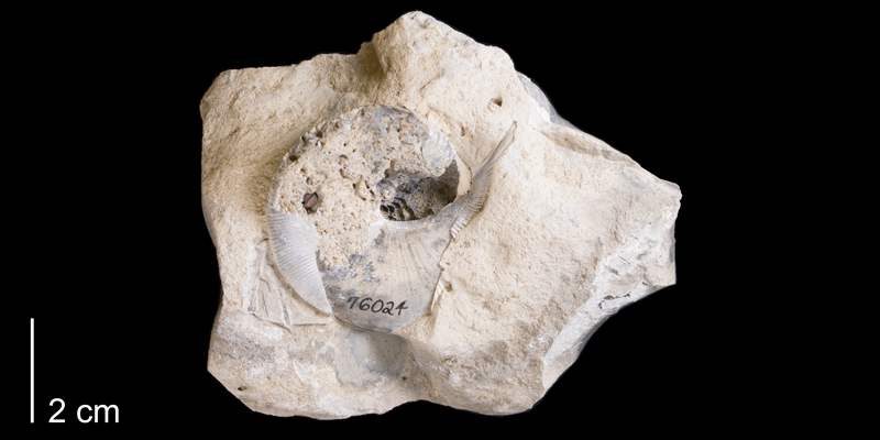 <i>Hoploscaphites melloi</i> from the Maastrichtian Pierre Shale (Mobridge Member) of Dewey County, South Dakota (YPM 76024).