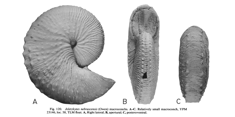 <i>Hoploscaphites nebrascensis</i> (USNM 20242) (macroconch). See original caption for additional details. Image modified from figs. 120A-C in Landman and Waage (1993 in <i>Bulletin of the American Museum of Natural History</i>, no. 215) and used with permission.