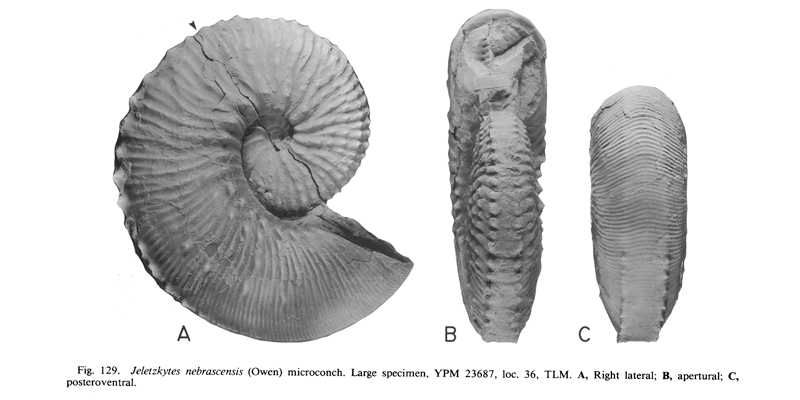 <i>Hoploscaphites nebrascensis</i> (USNM YPM 23687) (microconch). See original caption for additional details. Image modified from figs. 129A-C in Landman and Waage (1993 in <i>Bulletin of the American Museum of Natural History</i>, no. 215) and used with permission.