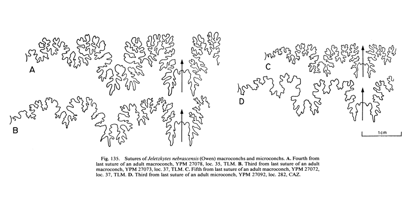 Sutures of <i>Hoploscaphites nebrascensis</i>. See original caption for additional details. Image modified from fig. 135 in Landman and Waage (1993 in <i>Bulletin of the American Museum of Natural History</i>, no. 215) and used with permission.