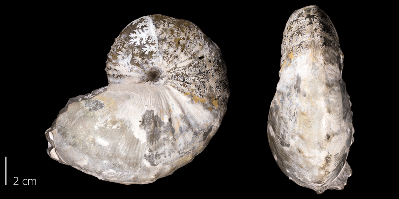 <i>Hoploscaphites spedeni</i> from the Fox Hills Fm. (Trail City Member) of Corson County, South Dakota (YPM 23136).