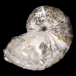 Hoploscaphites spedeni