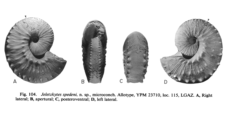 <i>Hoploscaphites spedeni</i> (YPM 23710) (microconch). See original caption for additional details. Image modified from fig. 104 in Landman and Waage (1993 in <i>Bulletin of the American Museum of Natural History</i>, no. 215) and used with permission.