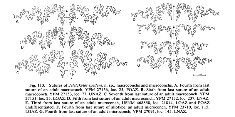 Suture of <i>Hoploscaphites spedeni</i> (microconch). See original caption for additional details. Image modified from fig. 113 in Landman and Waage (1993 in <i>Bulletin of the American Museum of Natural History</i>, no. 215) and used with permission.