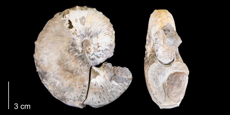 <i>Hoploscaphites spedeni</i> from the Fox Hills Fm. (Trail City Member) of Dewey County, South Dakota (YPM 23220).