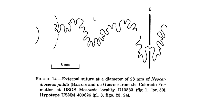 Suture patterns of <i>Neocardioceras juddii</i>. See original caption for additional details. Image modified from Fig. 14 in Cobban (1988 in <i>USGS Professional Paper</i> 1473; public domain).