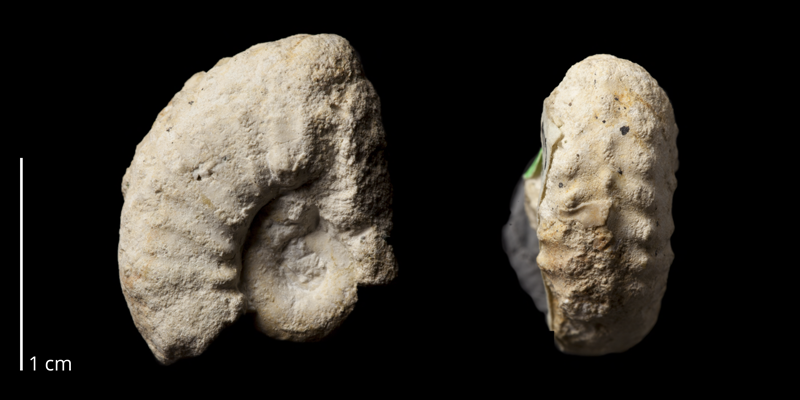 Paratype of <i>Neocardioceras juddii barroisi</i> (BGS Zn9163). Specimen is from the Cenomanian or Turonian of Humble Point, England  (<i>Watinoceras Bed</i>). Image modified from those on the GB3D Type Fossil webpage (http://www.3d-fossils.ac.uk/fossilType.cfm?typSampleId=605781) and reposted here under the same Creative Commons BY-NC-SA license as the original images.