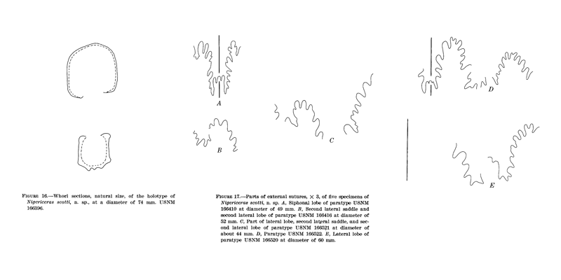 Whorl profile and suture patterns of <i>Nigericeras scotti</i>. See original captions for additional details. Image modified from Figs. 16 and 17 in Cobban (1972 in <i>USGS Professional Paper</i> 699; public domain).
