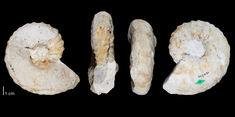 Holotype of <i>Nigericeras scotti</i> (USNM 166396) from the Upper Cenomanian Greenhorn Limestone (Bridge Creek Limestone Member) of Baca County, Colorado. Original unmodified image provided by courtesy of the Smithsonian NMNH and adapted and presented here under a Creative Commons BY-NC 4.0 license (NMNH GUID ark:/65665/337562ab4-d92d-4311-8e5e-ad3780c6138d).