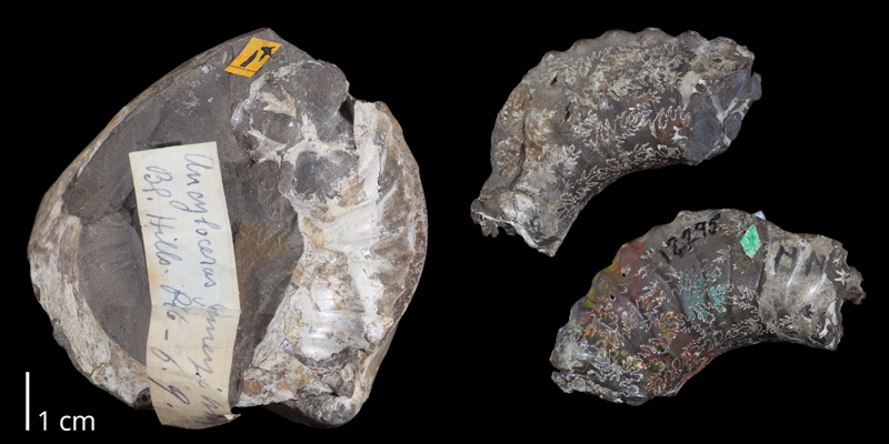 Holotype of <i>Exiteloceras jenneyi</i> (USNM 12295). Original unmodified images provided by courtesy of the Smithsonian NMNH and adapted and presented here under a Creative Commons BY-NC 4.0 license (NMNH GUID http://n2t.net/ark:/65665/377c0bdaf-00c4-4afc-86a0-3924694a87af).