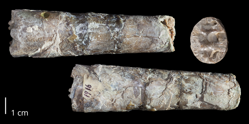 Holotype of <i>Baculites baculus</i> (USNM 1916). Original unmodified images provided by courtesy of the Smithsonian NMNH and adapted and presented here under a Creative Commons BY-NC 4.0 license (NMNH GUID http://n2t.net/ark:/65665/3626ee420-a7bb-43b7-9ab5-89ad91d902af).