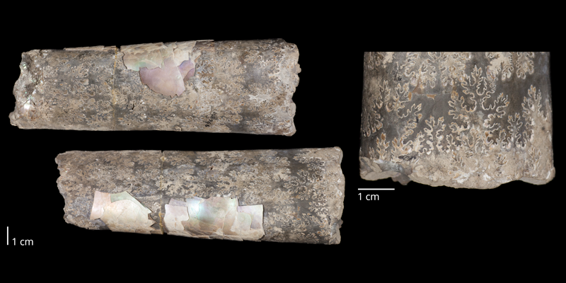 Holotype of <i>Baculites cuneatus</i> (USNM 108966). Original unmodified images provided by courtesy of the Smithsonian NMNH and adapted and presented here under a Creative Commons BY-NC 4.0 license (NMNH GUID http://n2t.net/ark:/65665/372f46c93-a2b9-49ea-93ea-e4a01141681b).