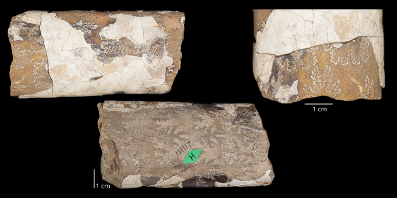 Holotype of <i>Baculites jenseni</i> (USNM 131117). Original unmodified images provided by courtesy of the Smithsonian NMNH and adapted and presented here under a Creative Commons BY-NC 4.0 license (NMNH GUID http://n2t.net/ark:/65665/33454146b-a133-45db-85e1-29e797d14455.