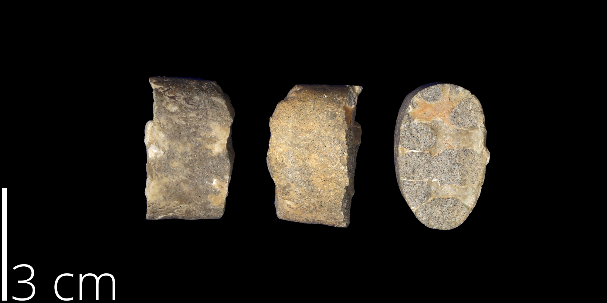 <i> Baculites obtusus </i> from the Late Cretaceous of New Mexico (UNM 981).