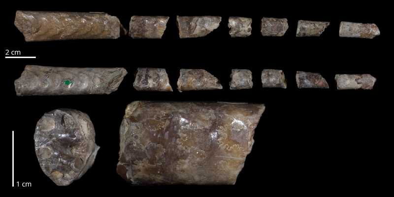 Holotype of <i>Baculites obtusus</i> (USNM 1934a). Original unmodified images provided by courtesy of the Smithsonian NMNH and adapted and presented here under a Creative Commons BY-NC 4.0 license (NMNH GUID http://n2t.net/ark:/65665/395003221-f7cb-49d6-9c45-e10c74d1b2a6).