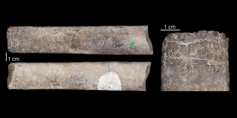 Holotype of <i>Baculites scotti</i> (USM 108929). Original unmodified images provided by courtesy of the Smithsonian NMNH and adapted and presented here under a Creative Commons BY-NC 4.0 license (NMNH GUID http://n2t.net/ark:/65665/3f9f32fed-bd13-4746-8f9a-956d0ebfed45).