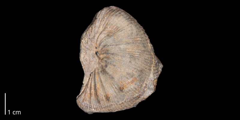 Holotype of <i>Desmoscaphites bassleri</i> (USNM 73358).  Original unmodified image provided by courtesy of the Smithsonian NMNH and adapted and presented here under a Creative Commons BY-NC 4.0 license (NMNH GUID http://n2t.net/ark:/65665/31ae53117-245e-467d-a9ae-eb5d7849e299).