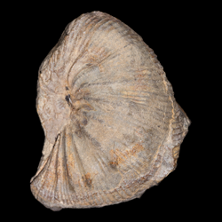 Desmoscaphites bassleri