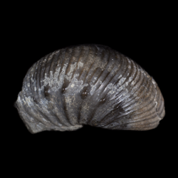 Desmoscaphites erdmanni