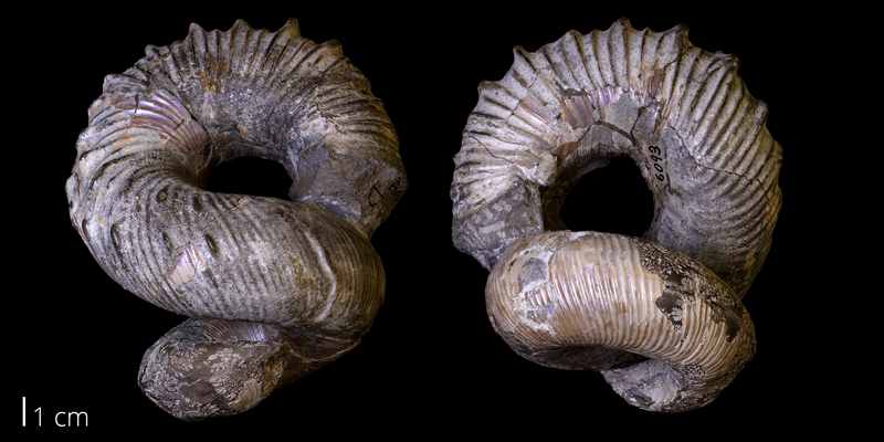 <i> Didymoceras nebracense </i> from the Pierre Shale of Custer County, South Dakota (YPM 006093).