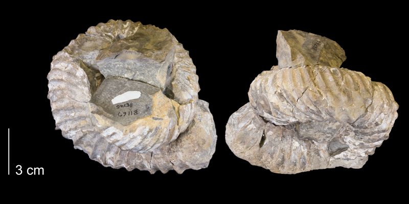 <i> Didymoceras stevensoni </i> from the Pierre Shale Fm. of Niobrara County, Wyoming (YPM 86706).