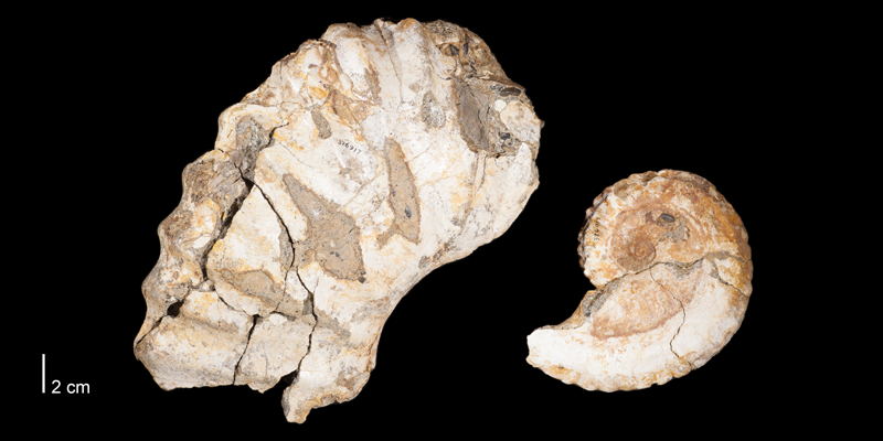 Holotype of <i>Dunveganoceras problematicum</i> (USNM 376917). Original unmodified images provided by courtesy of the Smithsonian NMNH and adapted and presented here under a Creative Commons BY-NC 4.0 license (NMNH GUID http://n2t.net/ark:/65665/38cb9cf96-4c1b-4b18-9cfb-5a6e31a02925).