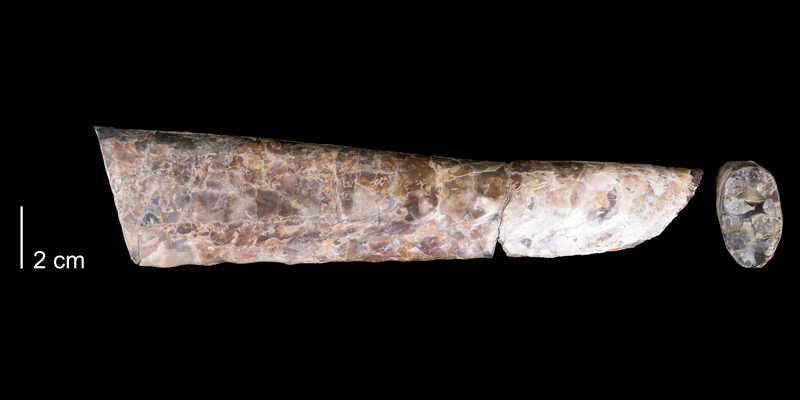 <i> Exiteloceras jenneyi </i> from the Maastrichtian Pierre Shale Fm. of Niobrara County, Wyoming (YPM 32685).