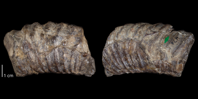 Holotype of <i>Didymoceras cheyennense</i> (USNM 470). Original unmodified images provided by courtesy of the Smithsonian NMNH and adapted and presented here under a Creative Commons BY-NC 4.0 license (NMNH GUID http://n2t.net/ark:/65665/31add8dac-cf4e-4ae3-bd59-42469841be30).