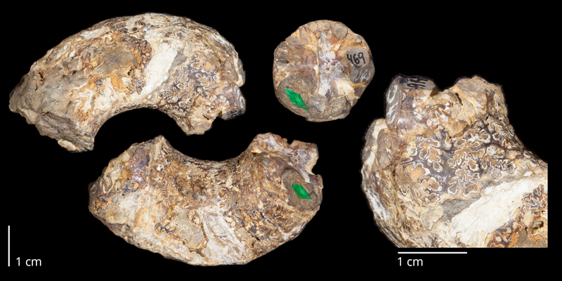 Holotype of <i>Didymoceras nebrascense</i> (USNM 469). Original unmodified images provided by courtesy of the Smithsonian NMNH and adapted and presented here under a Creative Commons BY-NC 4.0 license (NMNH GUID http://n2t.net/ark:/65665/3fac1e44b-6640-4962-9450-7f3c8fce2b8d).